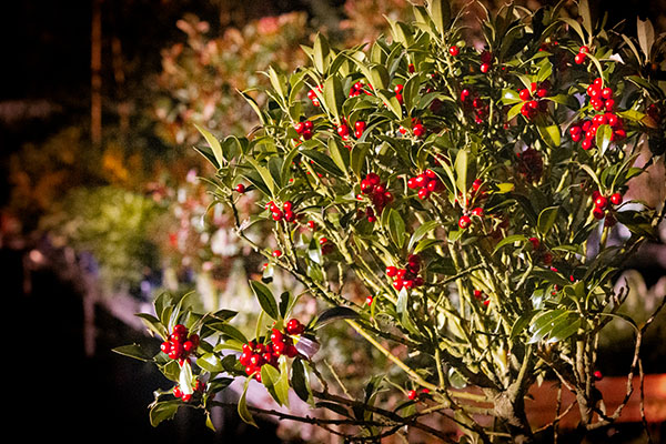 Houx - plantes à baies décoratives - jardinerie de nuit